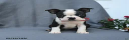Boston Terrier dogs for sale: Ovalteen - Ad 5