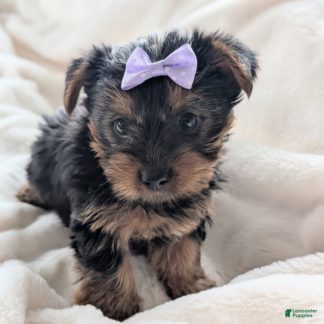 Yorkshire Terrier dogs for sale: Elsa - Ad 4