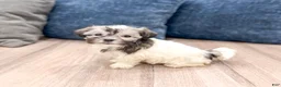 Havanese dogs for sale: Louis - Ad 4