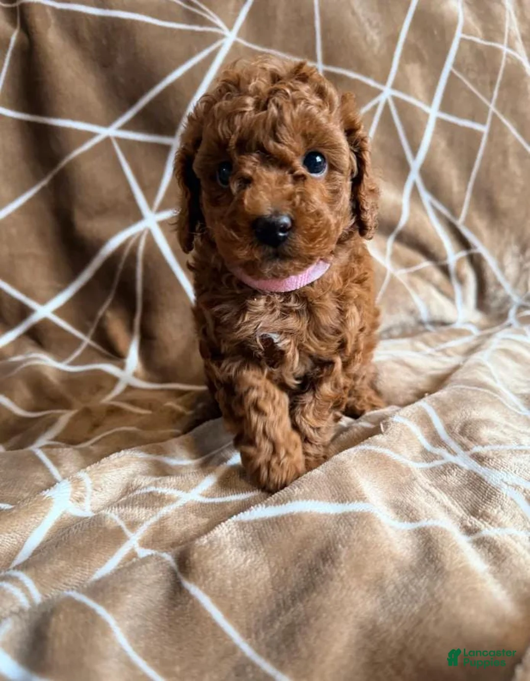 Cavapoo dogs for sale: Nicky - Ad 6
