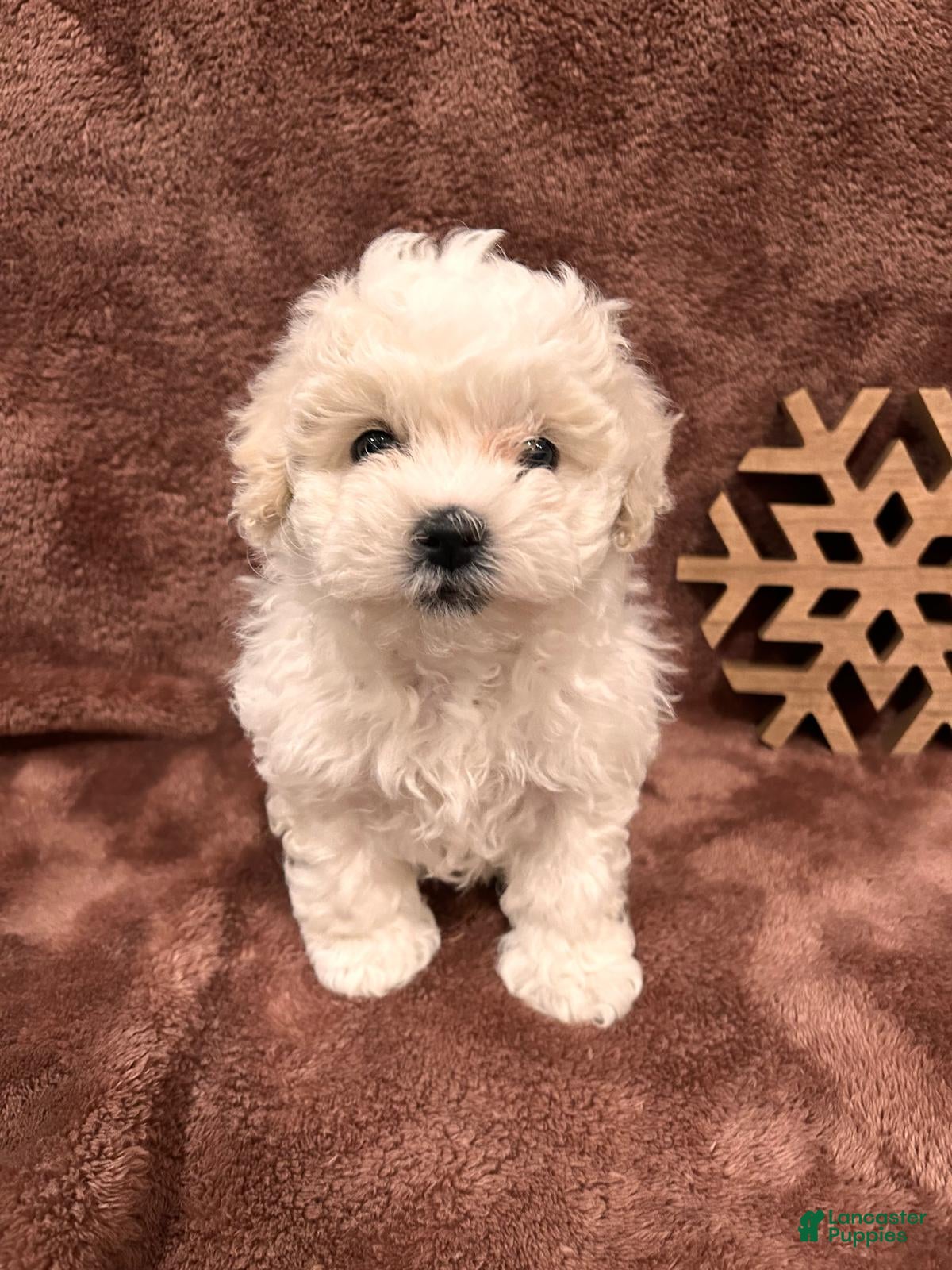 Mixed Breed dogs Holiday - Ad 24