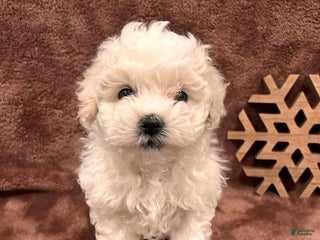 Mixed Breed dogs Holiday - Ad 24