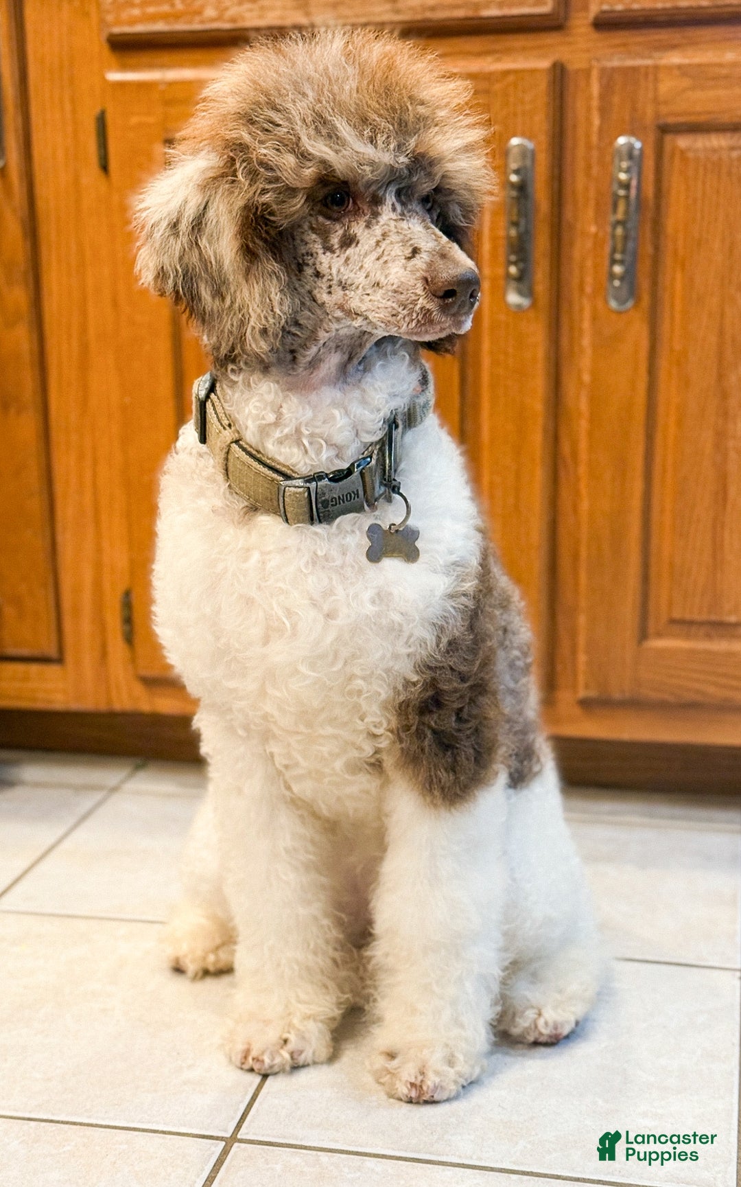 Standard Poodle dogs for sale: Whiskey AKC - Ad 2