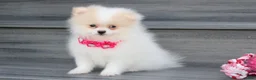 Pomeranian dogs for sale: Roxy - Ad 5
