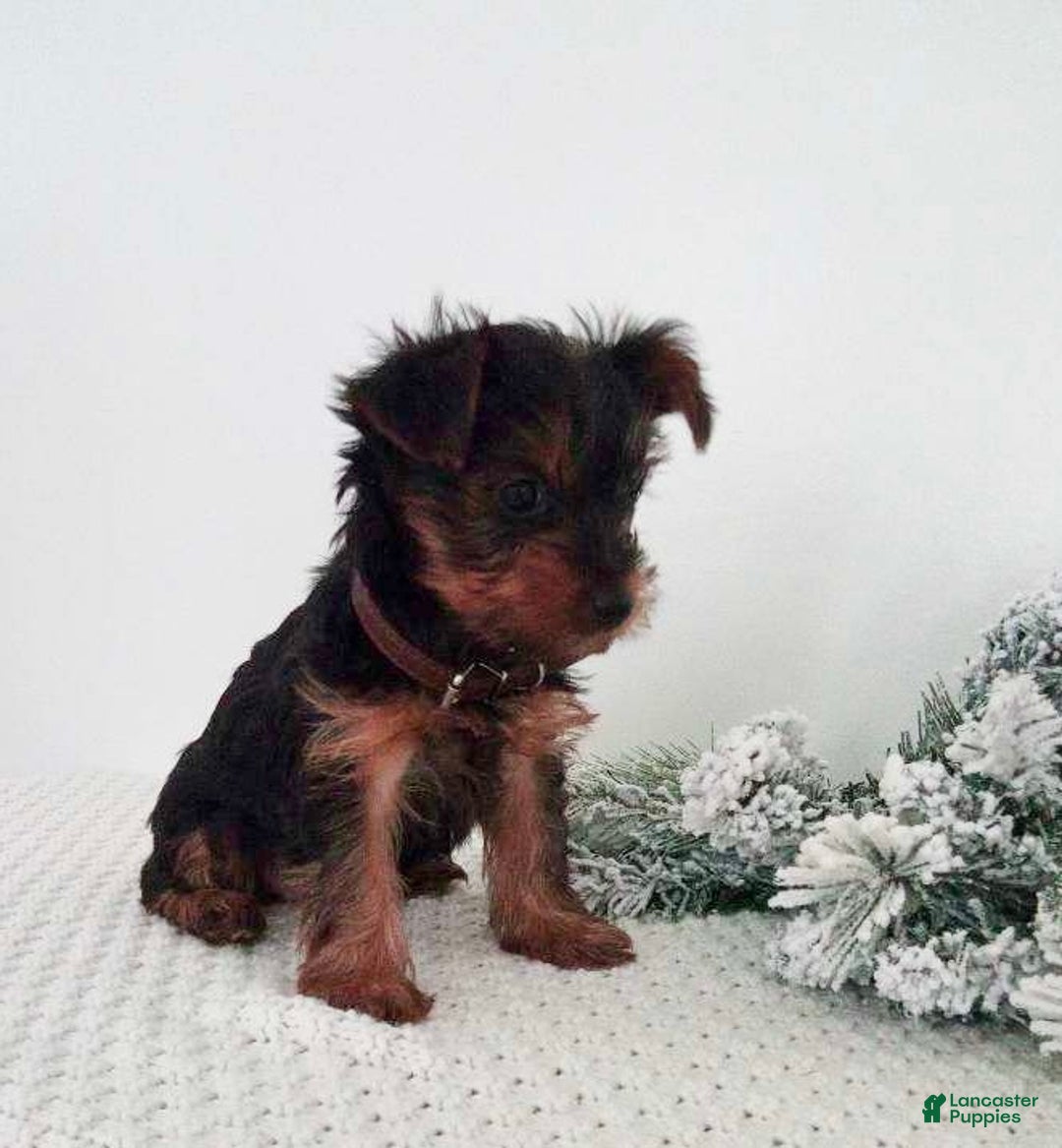 Yorkshire Terrier dogs for sale: Judy - Ad 3