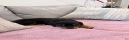 Rottweiler dogs for sale: Rottweiler Puppy 4 - Ad 4