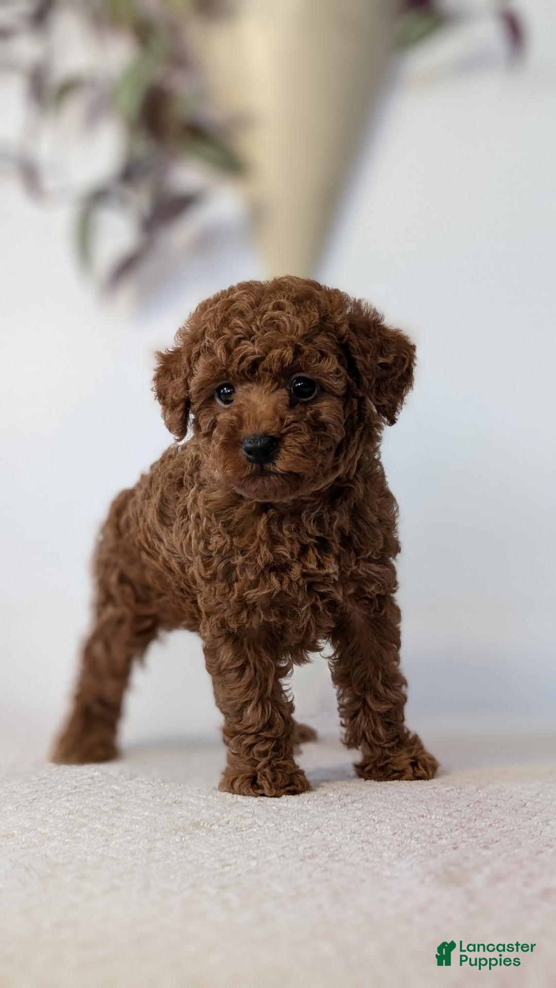 Toy Poodle dogs for sale: Cash - Ad 8