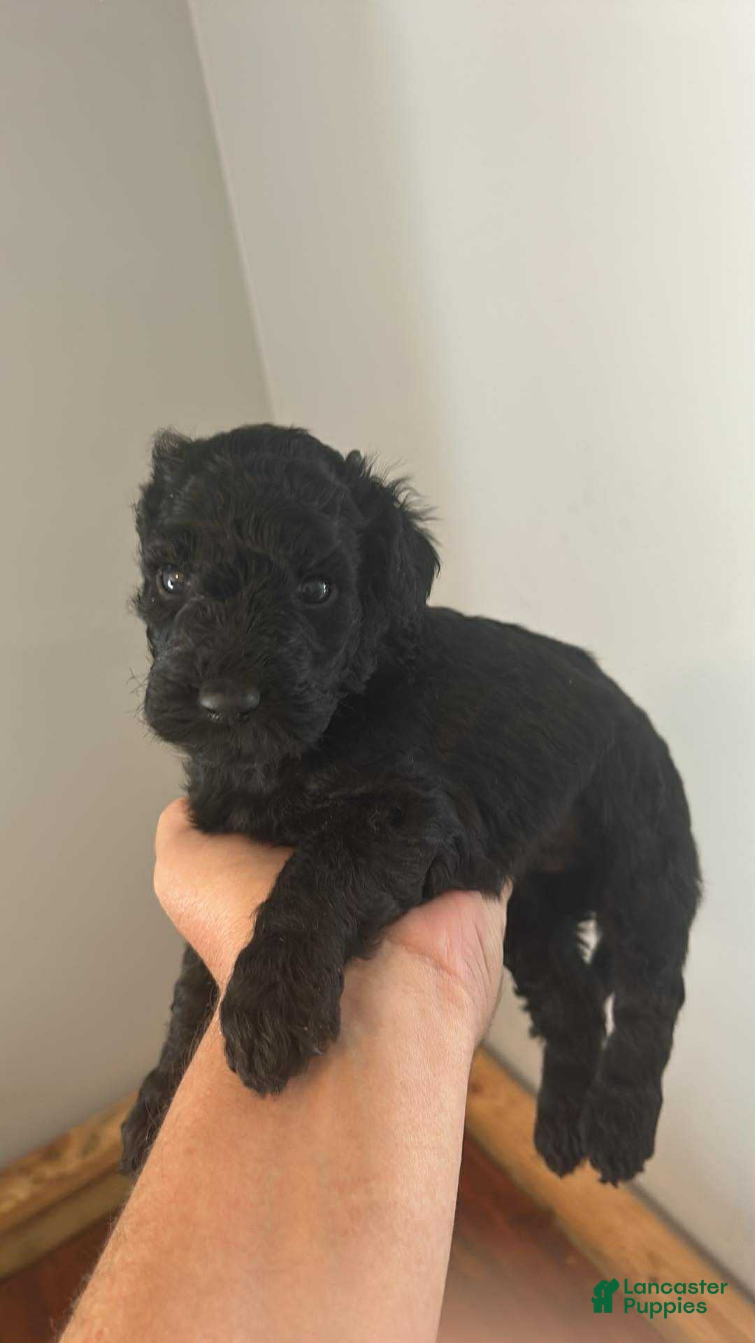 Goldendoodle dogs for sale: Goldendoodle Puppy 1 - Ad 9