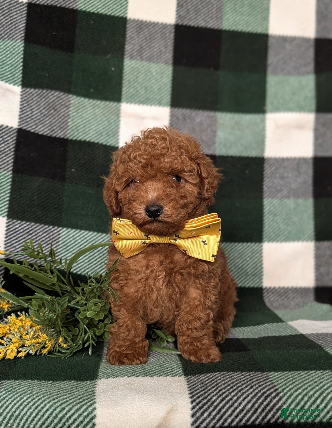 Toy Poodle dogs for sale: Walker - Ad 4