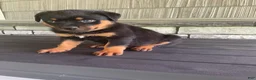Rottweiler dogs for sale: Deasel  - Ad 10