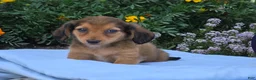 Miniature Dachshund dogs for sale: Liberty  - Ad 2