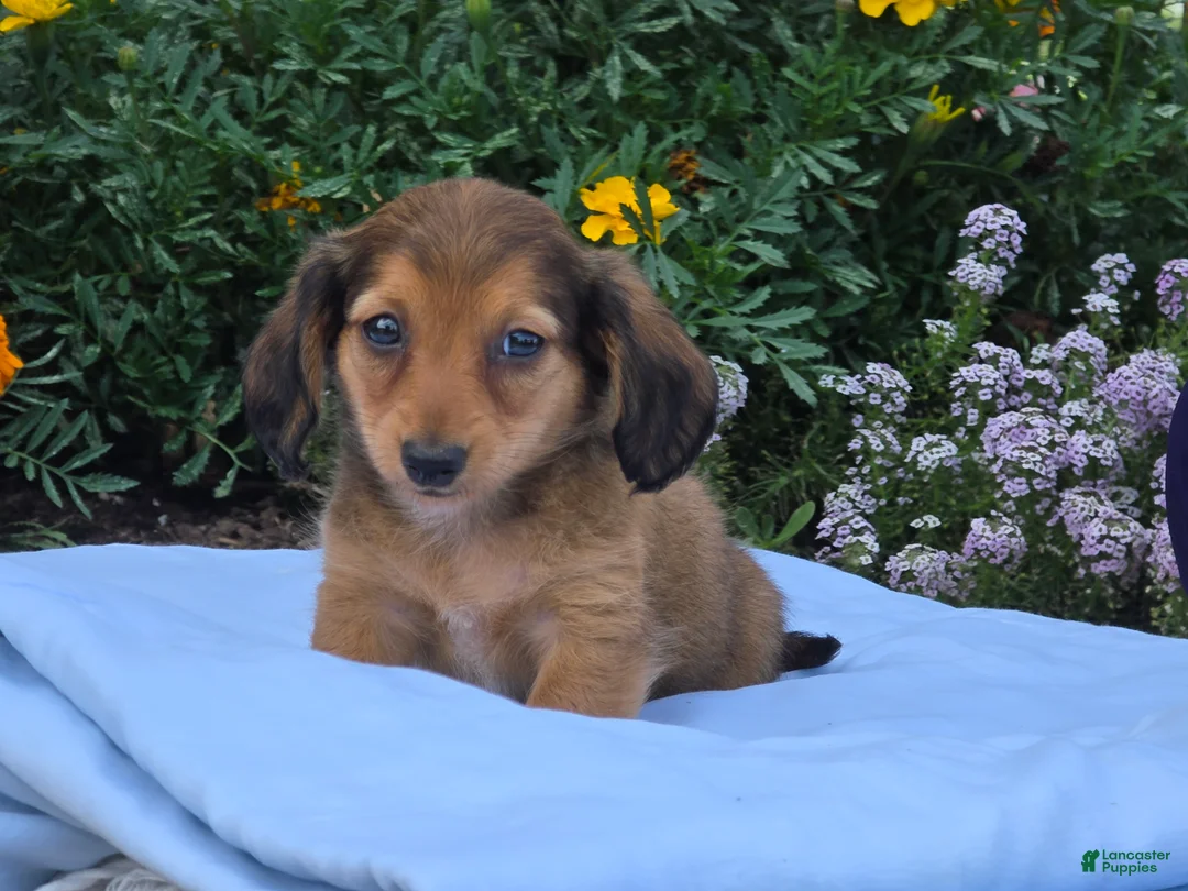 Miniature Dachshund dogs for sale: Liberty  - Ad 2