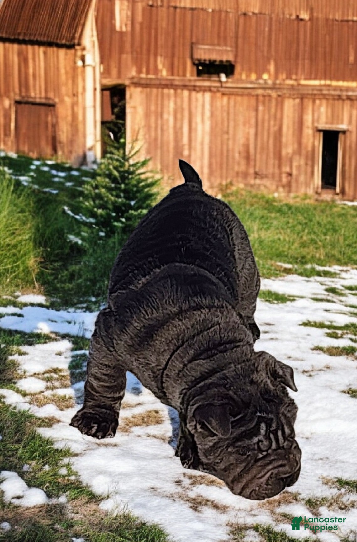 Shar Pei dogs Ebony mini  - Ad 3