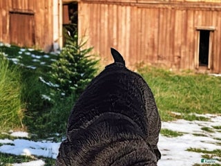 Shar Pei dogs Ebony mini - Ad 3