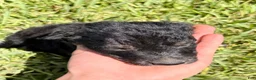 Mixed Breed dogs for sale: Trip - Ad 10