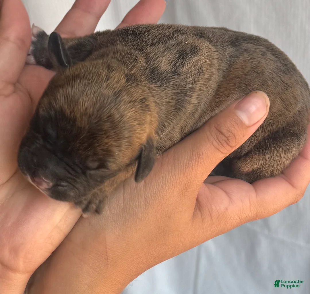 American Bully dogs for sale: American Bully 1 - Ad 1