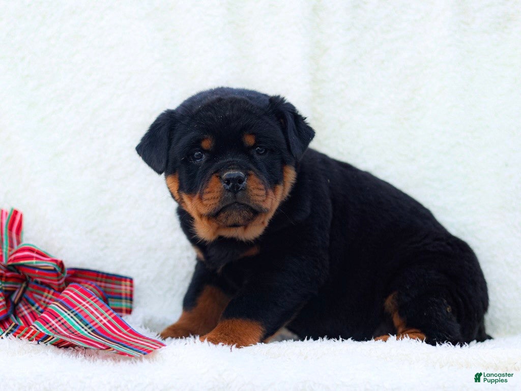 Rottweiler dogs Thea - Ad 1