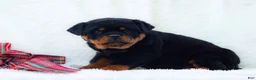 Rottweiler dogs for sale: Thea - Ad 1