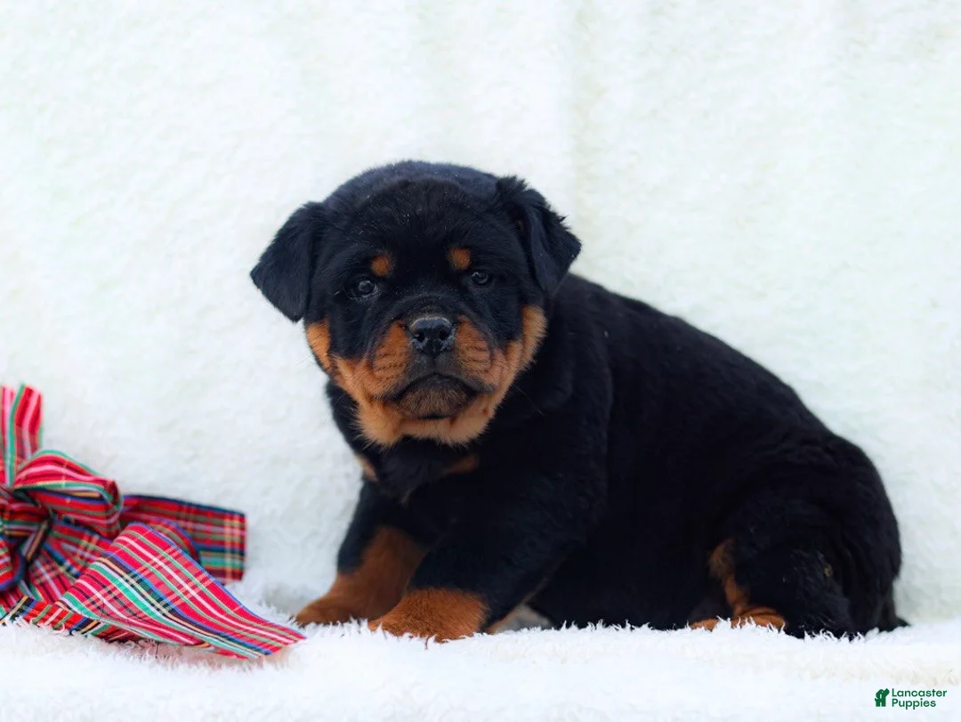 Rottweiler dogs for sale: Thea - Ad 1