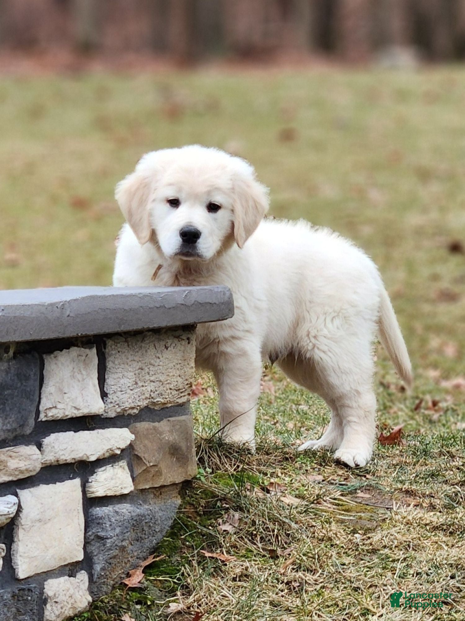 Golden Retriever dogs Chase - Ad 8