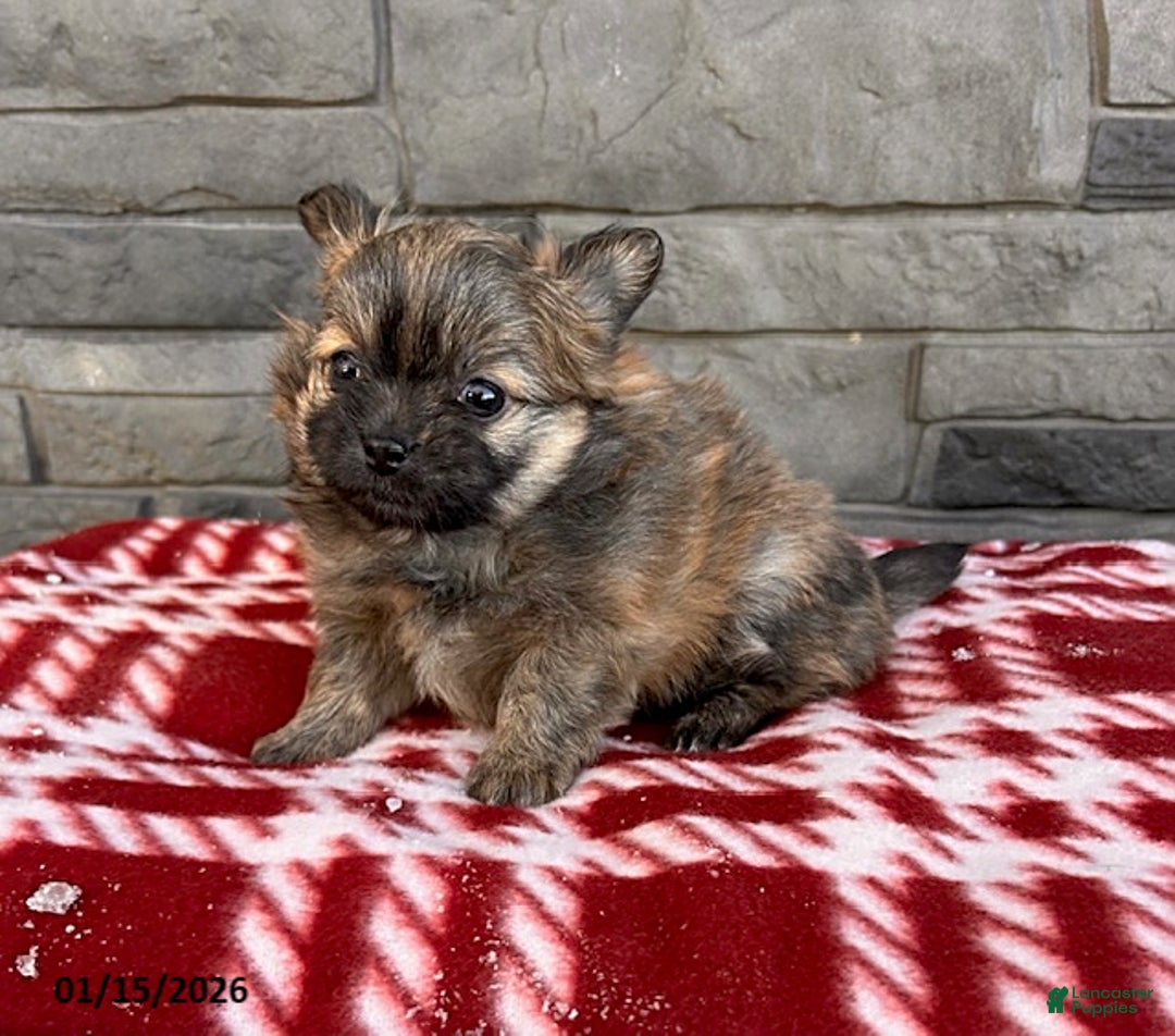 Mixed Breed dogs for sale: Gigi - Ad 2