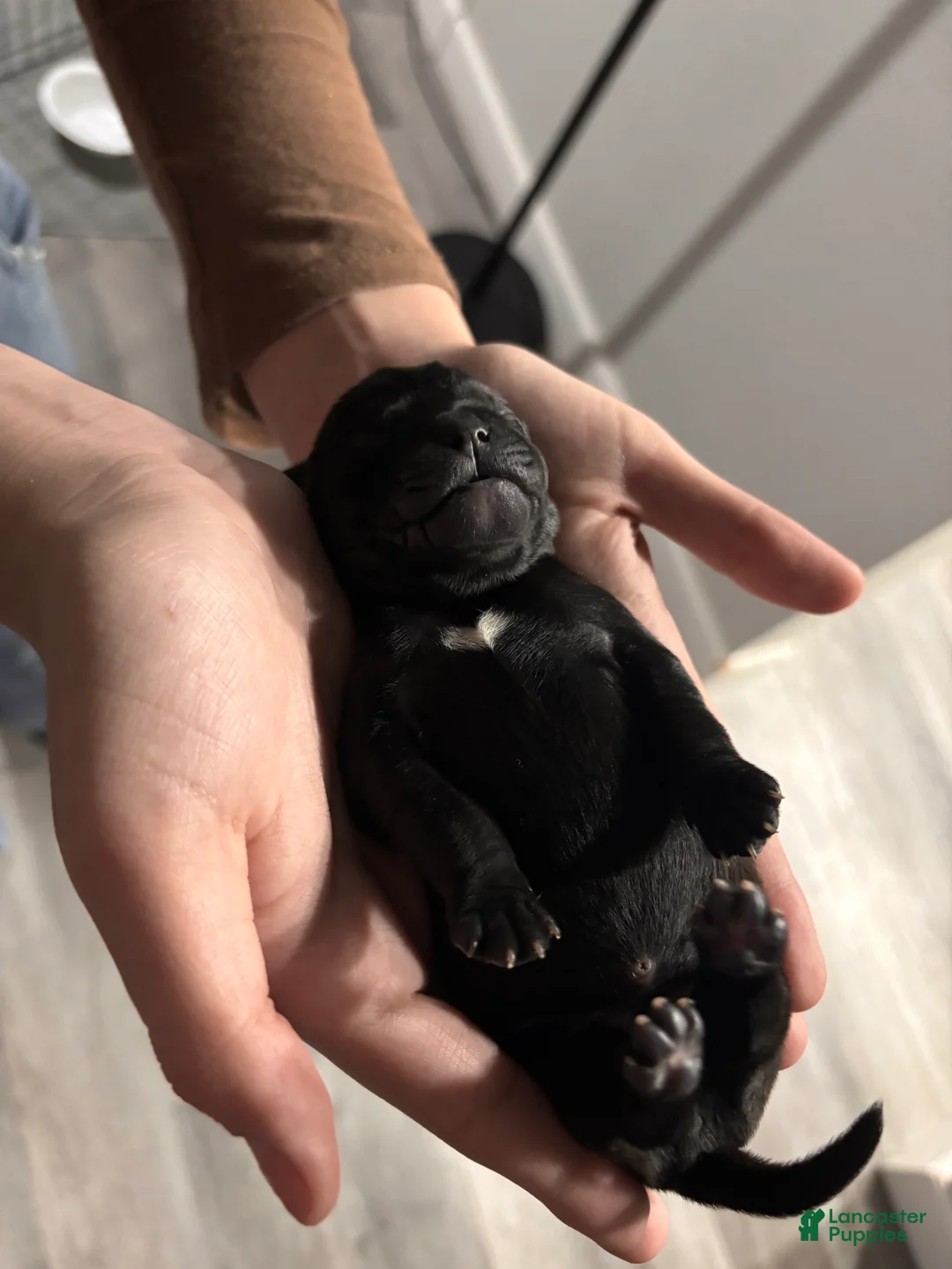 Mixed Breed dogs for sale: Mixed Breed Puppy 4 - Ad 2