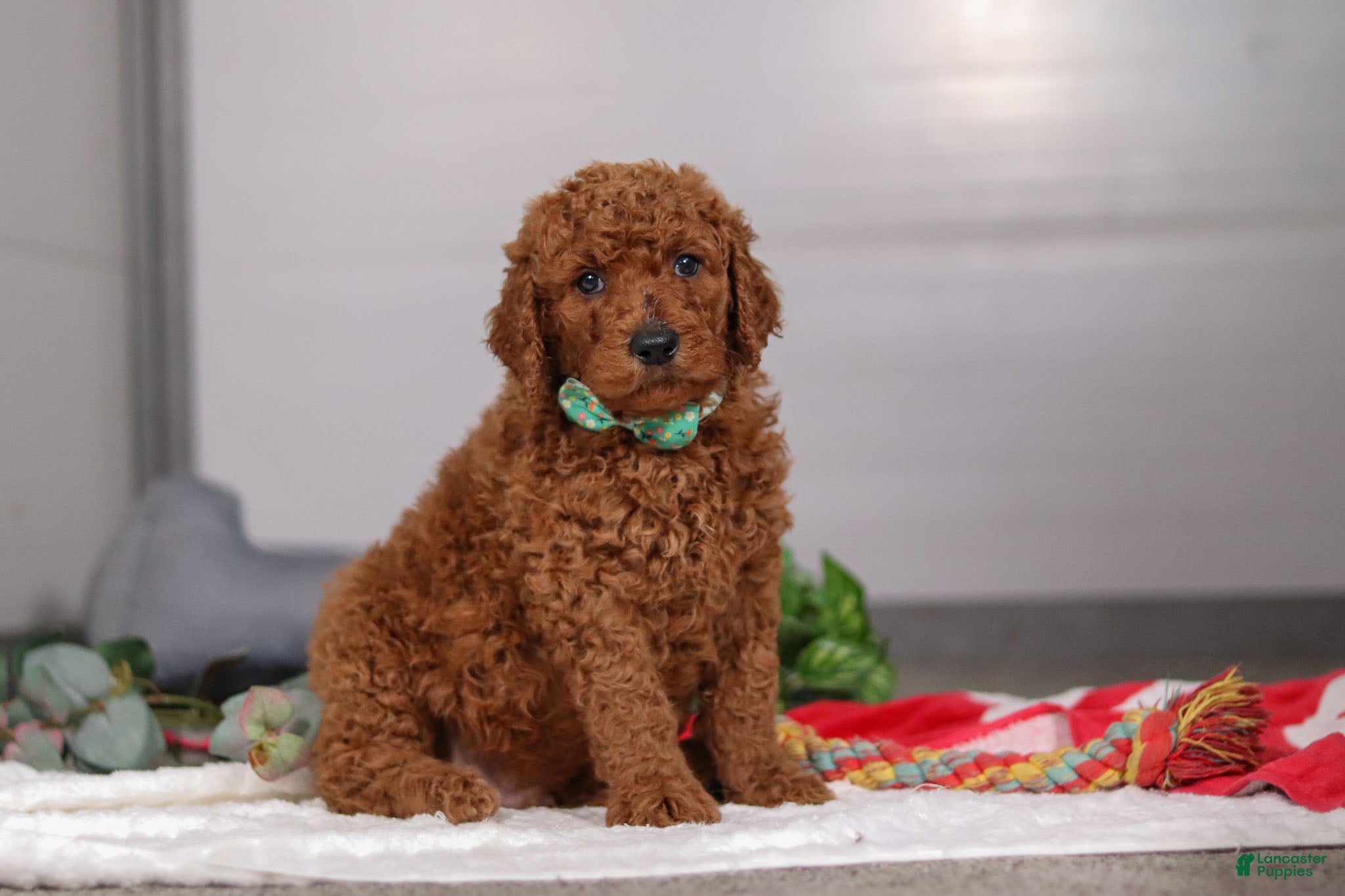 Standard Poodle dogs Bear - Ad 25