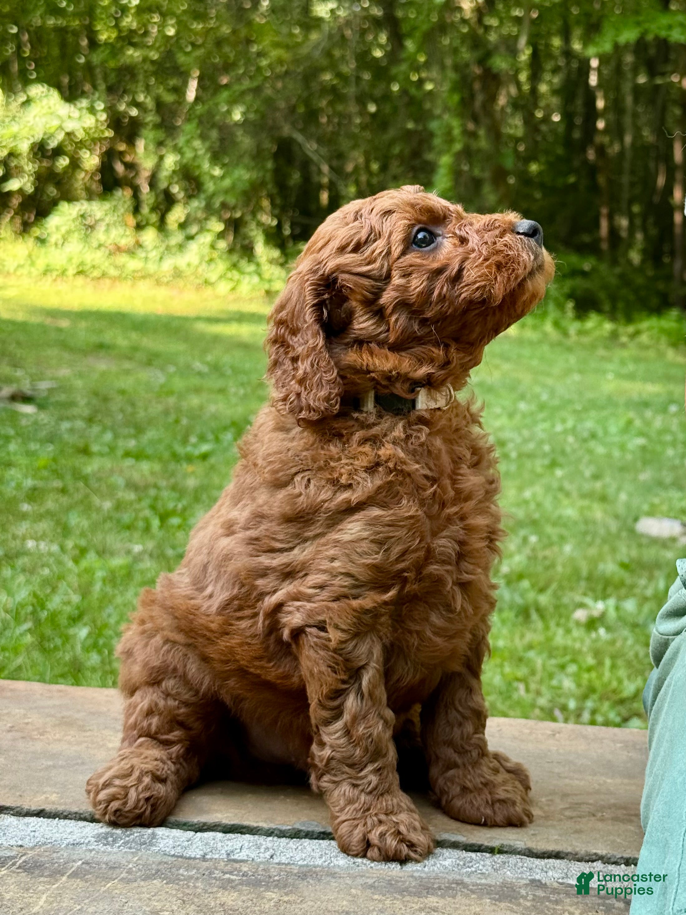 Mini Goldendoodle dogs Mickey - F1b mini boy - Ad 2