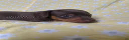 Miniature Dachshund dogs for sale: Tootsie - Ad 27