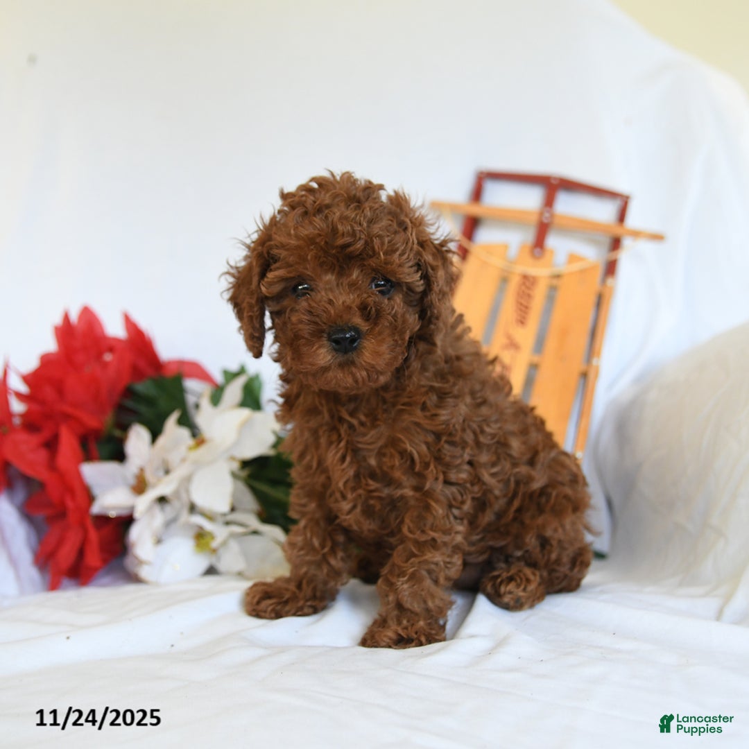 Toy Poodle dogs for sale: Little Girl - Ad 2