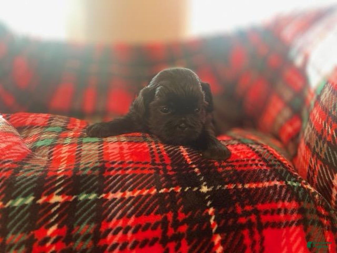 Shih Tzu dogs for sale: MAX, Shih Tzu, Male, 10 weeks, AKC Champion Blood Line - Ad 11