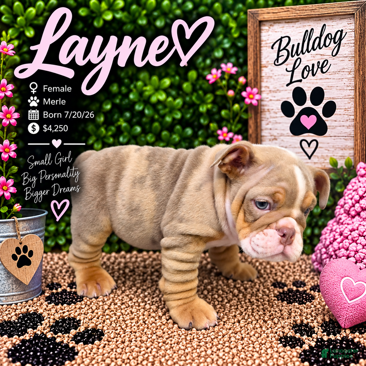 English Bulldog dogs Layne - Ad 1