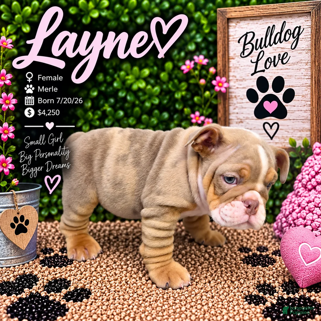 English Bulldog dogs for sale: Layne - Ad 1