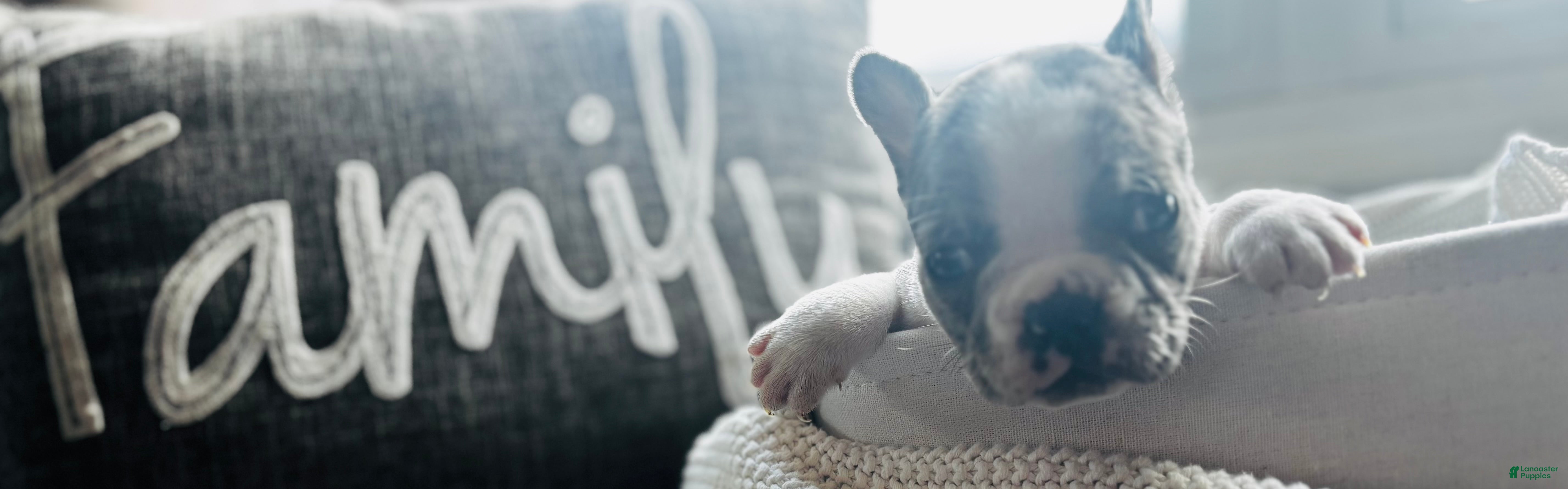 Mixed Breed dogs Wally - Ad 39