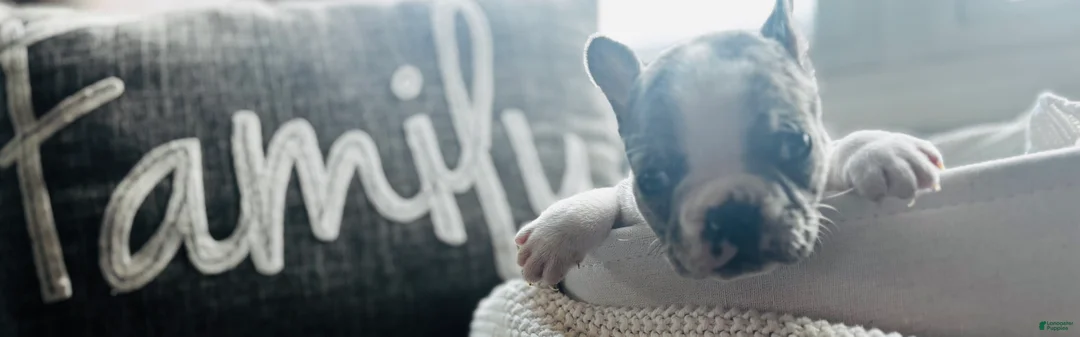 Mixed Breed dogs for sale: Wally - Ad 2