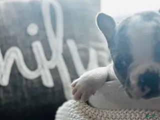 Mixed Breed dogs Wally - Ad 39