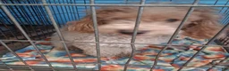 Shihpoo dogs for sale: Dotty - Ad 5