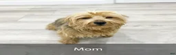Yorkshire Terrier dogs for sale: Bear - Ad 7