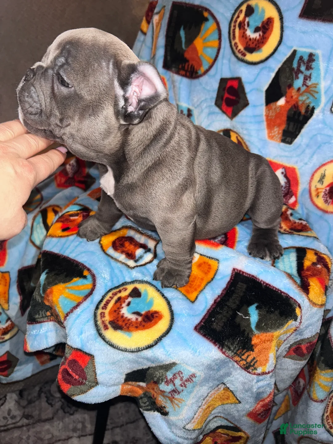 American Bully dogs for sale: American Bully Puppy 4 - Ad 3