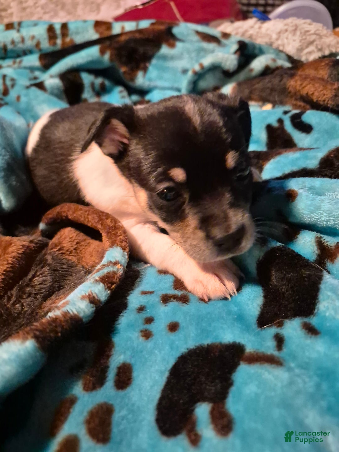 Chihuahua dogs for sale: Piper - Ad 1