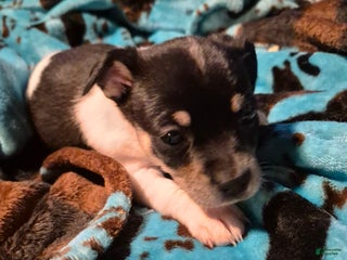 Chihuahua dogs Piper - Ad 42