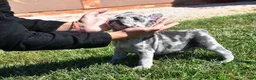 French Bulldog dogs for sale: King - Ad 3