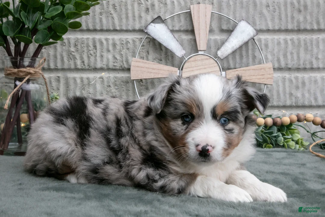 Miniature Australian Shepherd dogs for sale: Cash - Ad 1