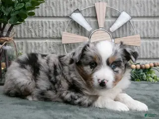Miniature Australian Shepherd dogs Cash - Ad 39