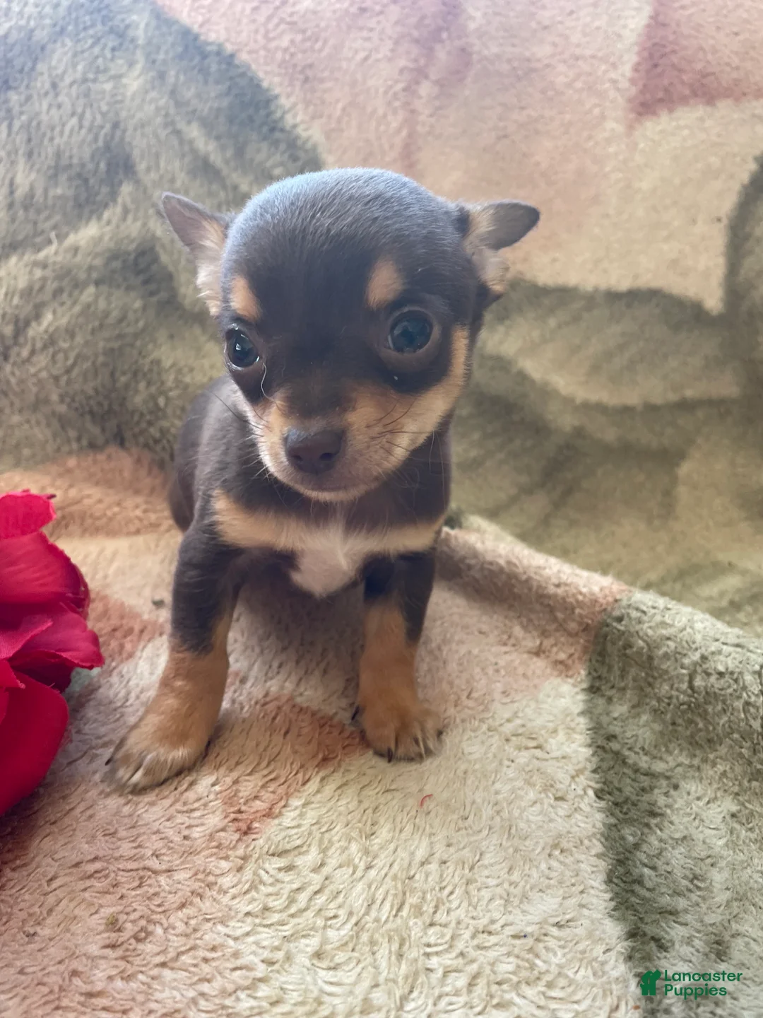 Chihuahua dogs for sale: Pinto - Ad 2
