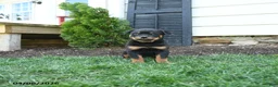 Rottweiler dogs for sale: Cc - Ad 3