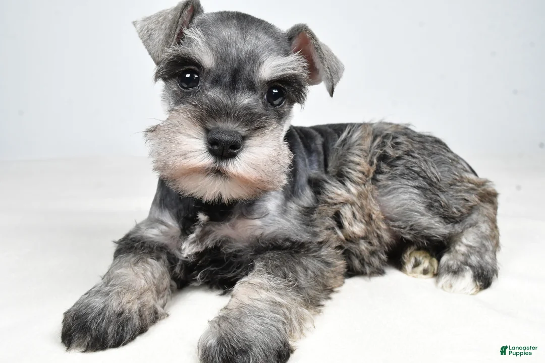 Miniature Schnauzer dogs for sale: Callie - Ad 1