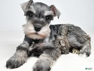 Miniature Schnauzer dogs for sale: Callie - Ad 4