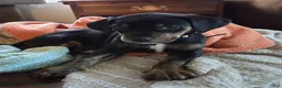Mixed Breed dogs for sale: Ms. Light Blue - Ad 6