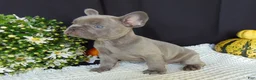 French Bulldog dogs for sale: Myles - Ad 5